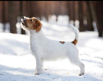 Jack Russell terrier - szczenięta z metrykami ZKwP - 10