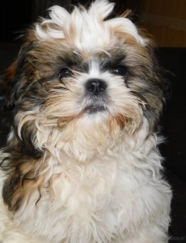 Szczeniaki shih tzu - 10