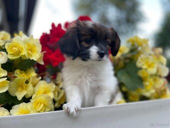 Spaniel kontynentalny miniaturowy, phalene, nie papillon FCI - 10