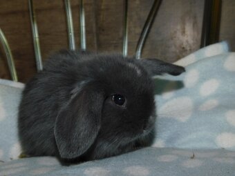 Cudowne baranki mini lop niebieskie - 10