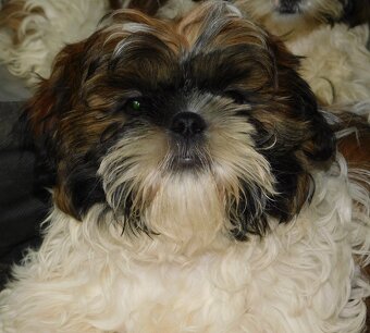 Shih tzu piesek Niko - 10
