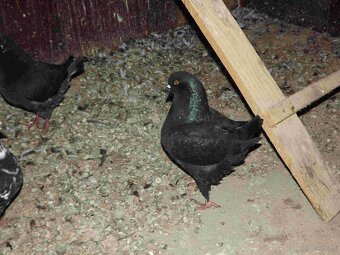 sprzedam gołębie - 10