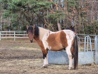Ogier L-Karat srokaty tobiano homozygota - 10