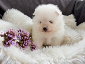 SZPIC MINIATUROWY POMERANIAN PIĘKNE SUNIE I PIESKI - 10
