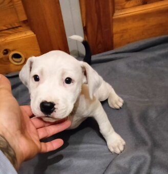 Masywne szczeniaki amstaff - 10
