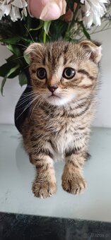 Sprzedam koty rasowe. SCOTTISH FOLD.I czarna kotka brytyjka - 10