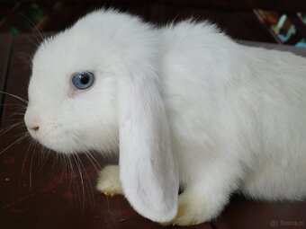 Cudowne baranki mini lop - 10