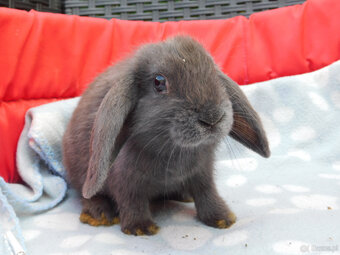 Niebieskie baranki mini lop - 10