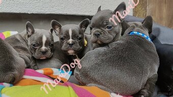 Buldog francuski BLUE niebieski szczeniak pies suka - 10