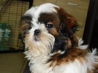 Piękna sunia shih tzu Diana - 10