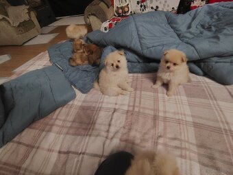 Sprzedam piesków rasy szpic - 10