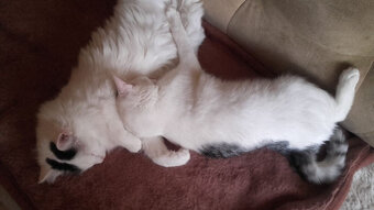 Kociaki słodsze od cukru - 10