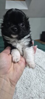 Chiuhuahua długowłosa - 10