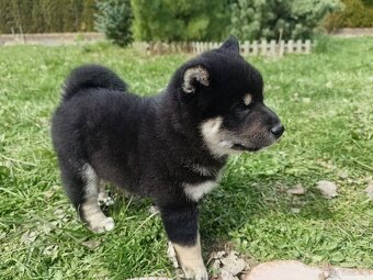 Shiba Inu + Nowy miot + Rezerwacja szczeniąt - 10