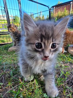 Kocięta bez ogonów Kurylski Bobtail - 10