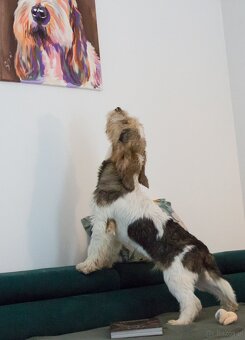Grand basset griffon vendeen - 10