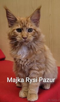 Mruczącą koteczka maine coon - 10