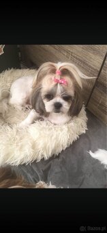 Szczeniaczki shih tzu trikolor - 10