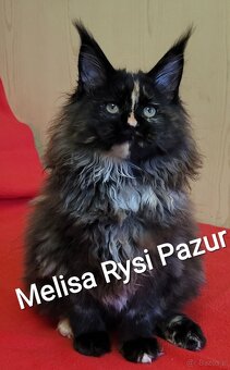 Rozkoszna szylkretka maine coon - 10