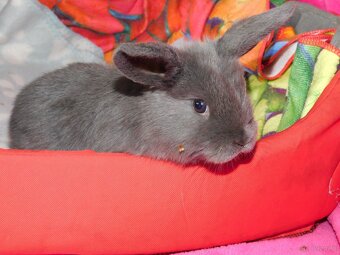 Niebieskie baranki mini lop samiczki - 10