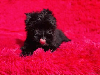 York czarny Zyzio Black Yorkshire Terrier. - 10