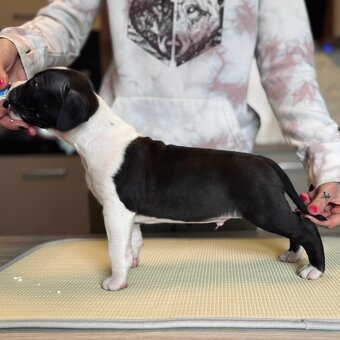 Ekskluzywne szczenięta Ruffian Amstaff - 10
