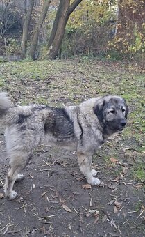 Szczenięta Owczarka Kaukaskiego - 10