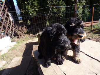 Cockapoo F1, ostatni piesek, czarny - 10
