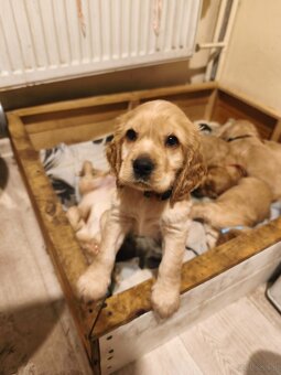 Sprzedam szczeniaki - 10