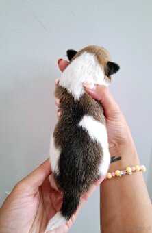 Ceylon Jack Russell Terrier FCI - 10