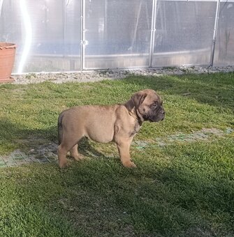 Bulmastif/ Bullmastiff s PP - 10