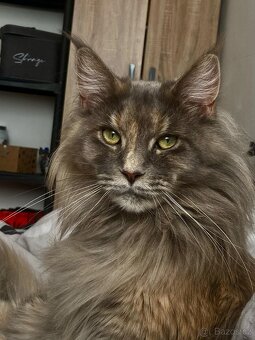Maine coon - 10