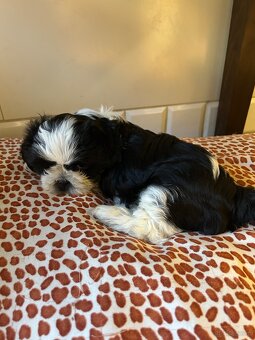 Shihtzu - 10