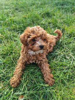 Sprzedam szczeniaki rasy pudel toy - 10