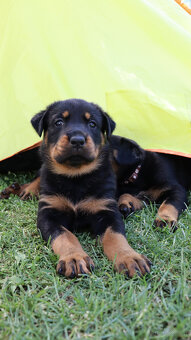 Beauceron Szczenięta z rodowodem - 10