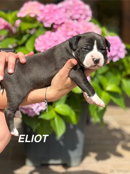 Amstaff - 10