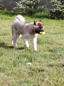 Akita - 10
