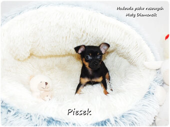 Pinczer miniaturowy- Ratlerek /tzw.sarenka, MINI Piesek nr2 - 10