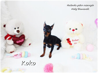 Ultra MINI Sunia KOKO Pinczer miniaturowy ( Ratlerek ) - 10