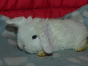 Białe króliki mini lop - 10
