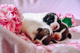 English Pointer - 10