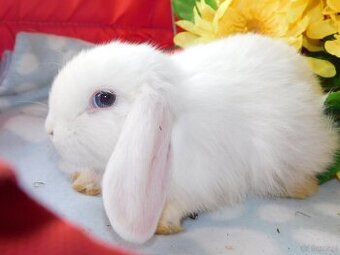 Cudowne baranki mini lop - 10
