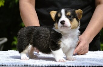 Welsh Corgi Cardigan ZKwP/FCI - 10