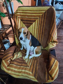 Beagle Suczka Tricolor - 10