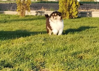 Owczarek szkocki collie długowłosy - 10