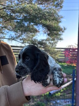Cocker spaniel angielski - 10