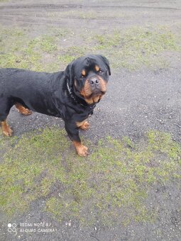 Rottweiler - 10