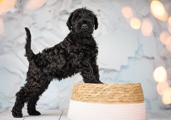 Szczeniak Kerry Blue Terrier - 10