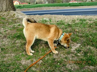 Shiba Inu, czerwony piesek mocno czernią przyprószony - 10
