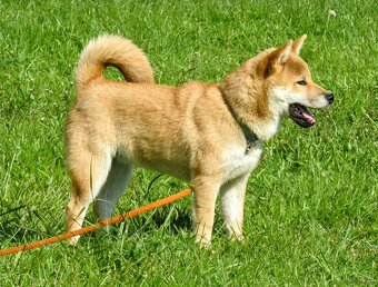 Shiba Inu, czerwony, pięciomiesięczny piesek - 10